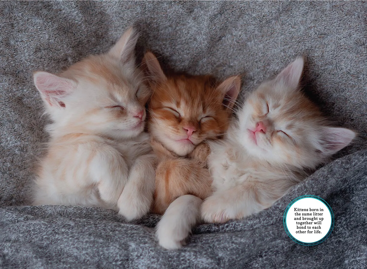 Cute Cats - 2025 Calendar: Year Of Furry Friends, Feline Facts & Trivia, Adorable Collection Of Cats & Kittens, Photos, Tips & Tricks On Caring For Pet, Unique Insights Into Your Cat's Mind & More!