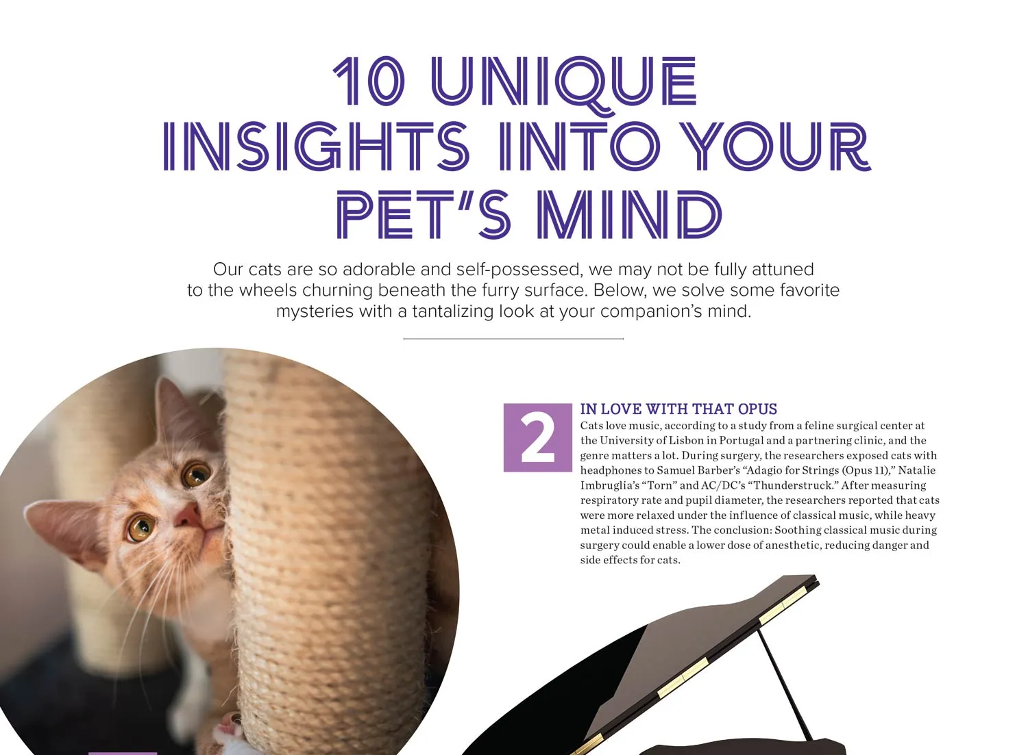 Cute Cats - 2025 Calendar: Year Of Furry Friends, Feline Facts & Trivia, Adorable Collection Of Cats & Kittens, Photos, Tips & Tricks On Caring For Pet, Unique Insights Into Your Cat's Mind & More!
