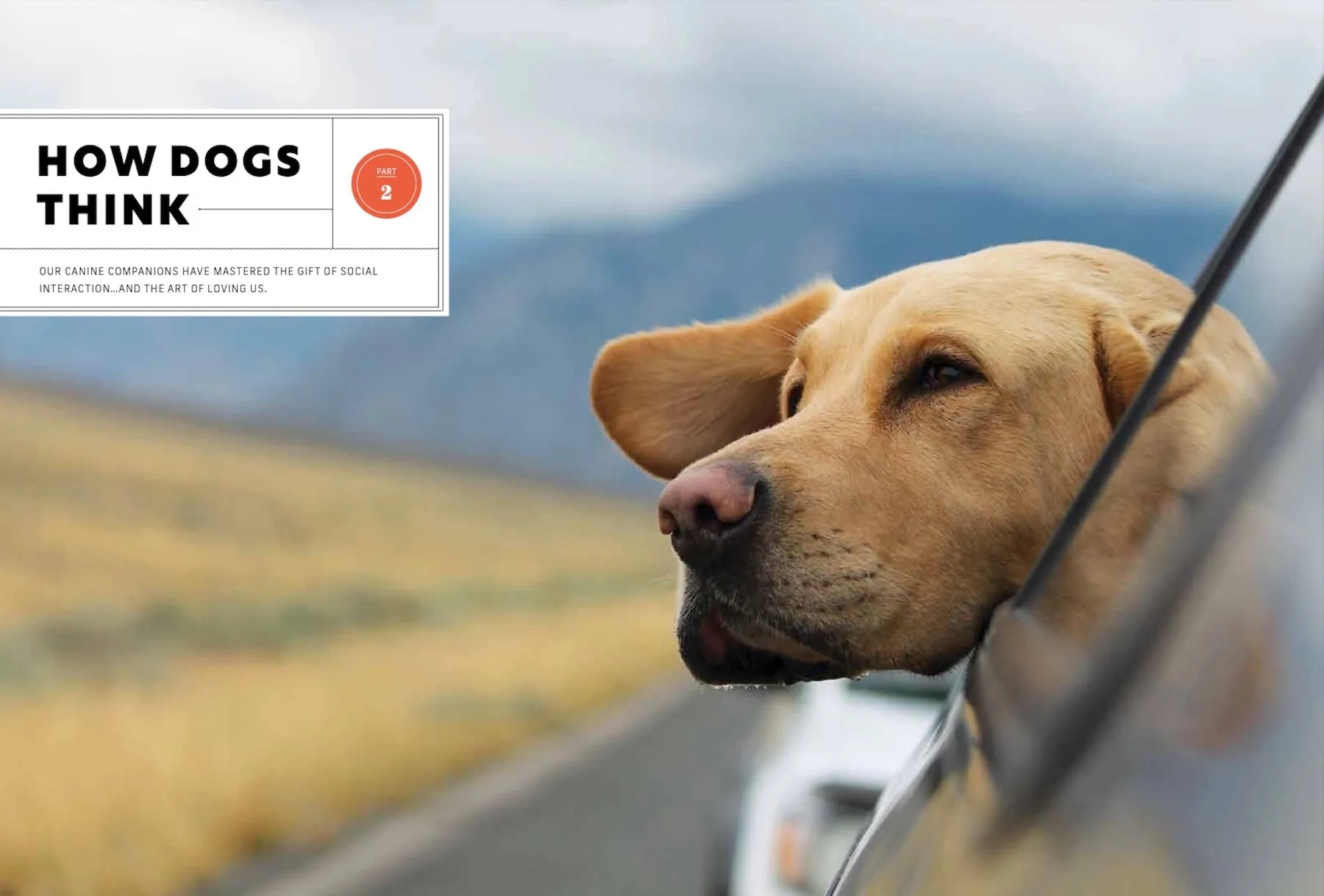 Popular Science - Secrets of a Dogs Mind: Decoding Your Pet's Body Language and Figuring Out Their Thoughts and Feelings! Find Out the Real Meaning Behind All of the Woofs, Barks and Growls!